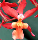 Charlesworthii 'Mishima'